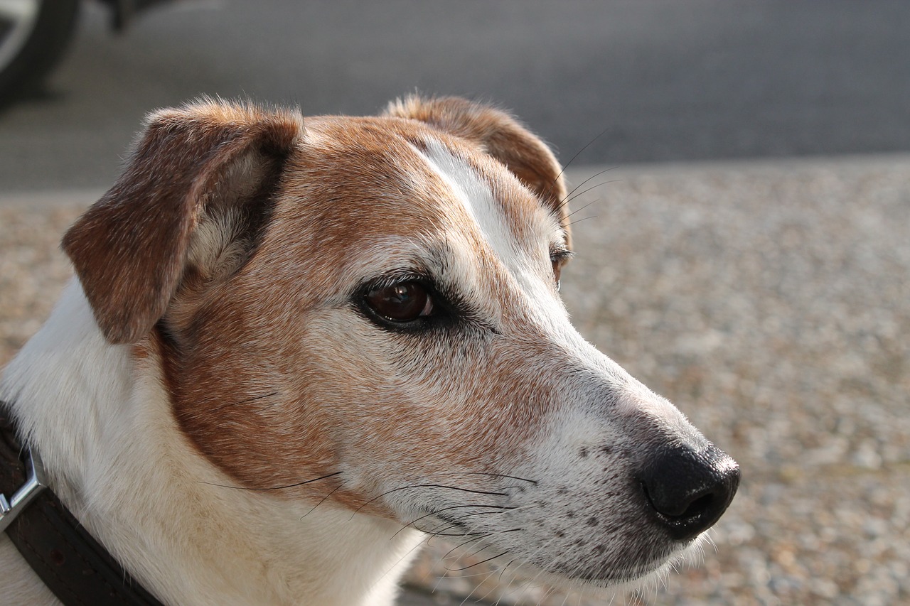 jack russell dog happy dog free photo