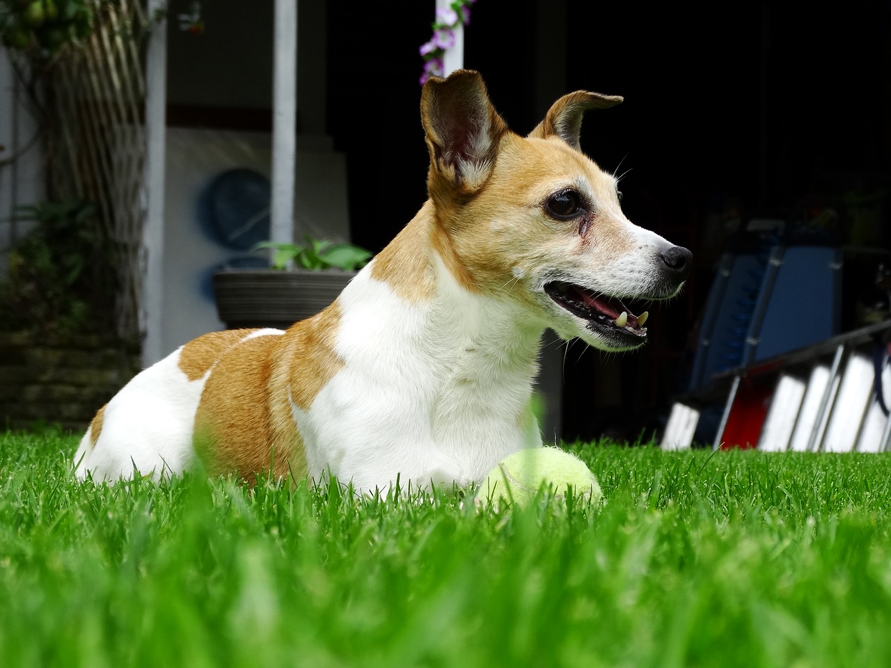 jack russell doggy terrier free photo