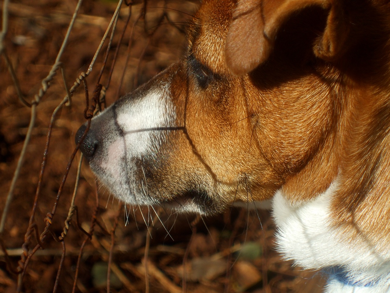 jack russell dog canine free photo