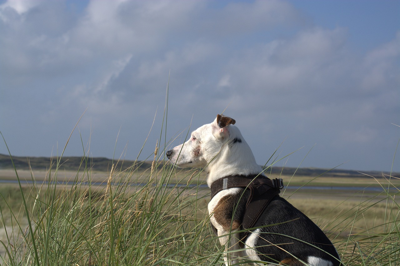 jack russell  terrier  domestic dog free photo