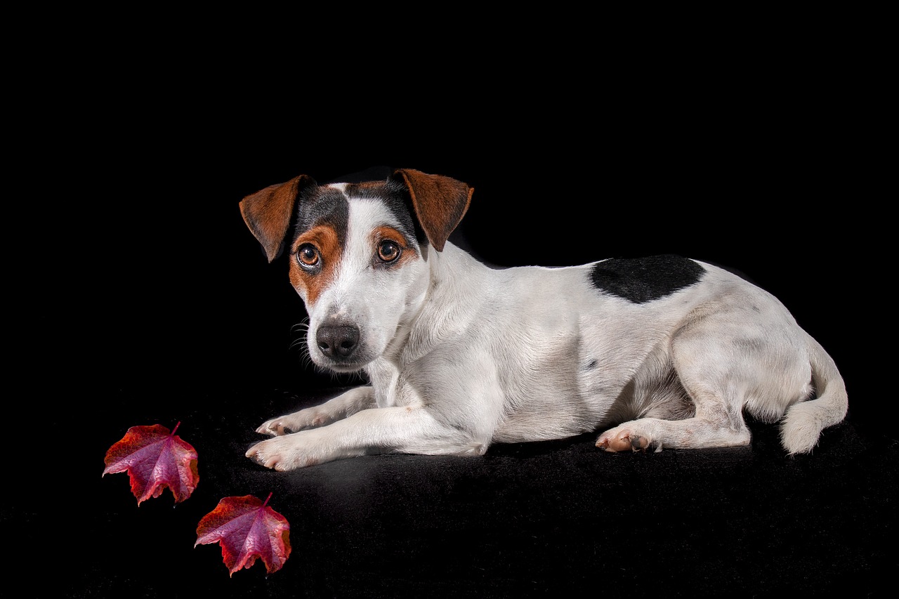 jack russell  dog  portrait free photo