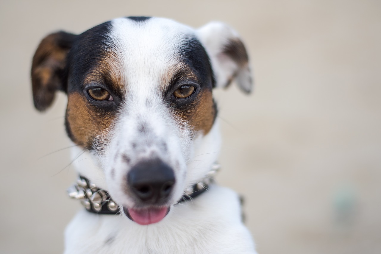 jack russell  dog  puppy free photo
