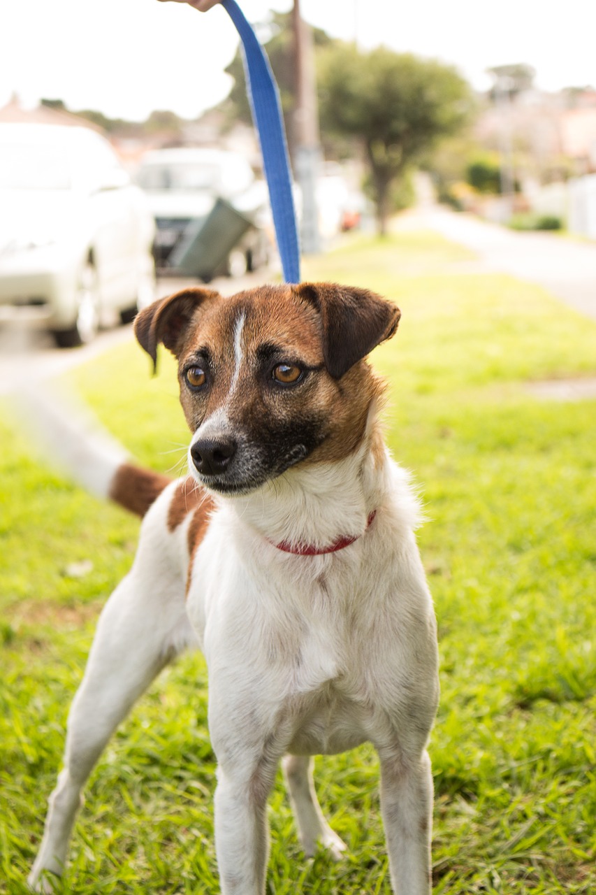 jack russell terrier dog free photo