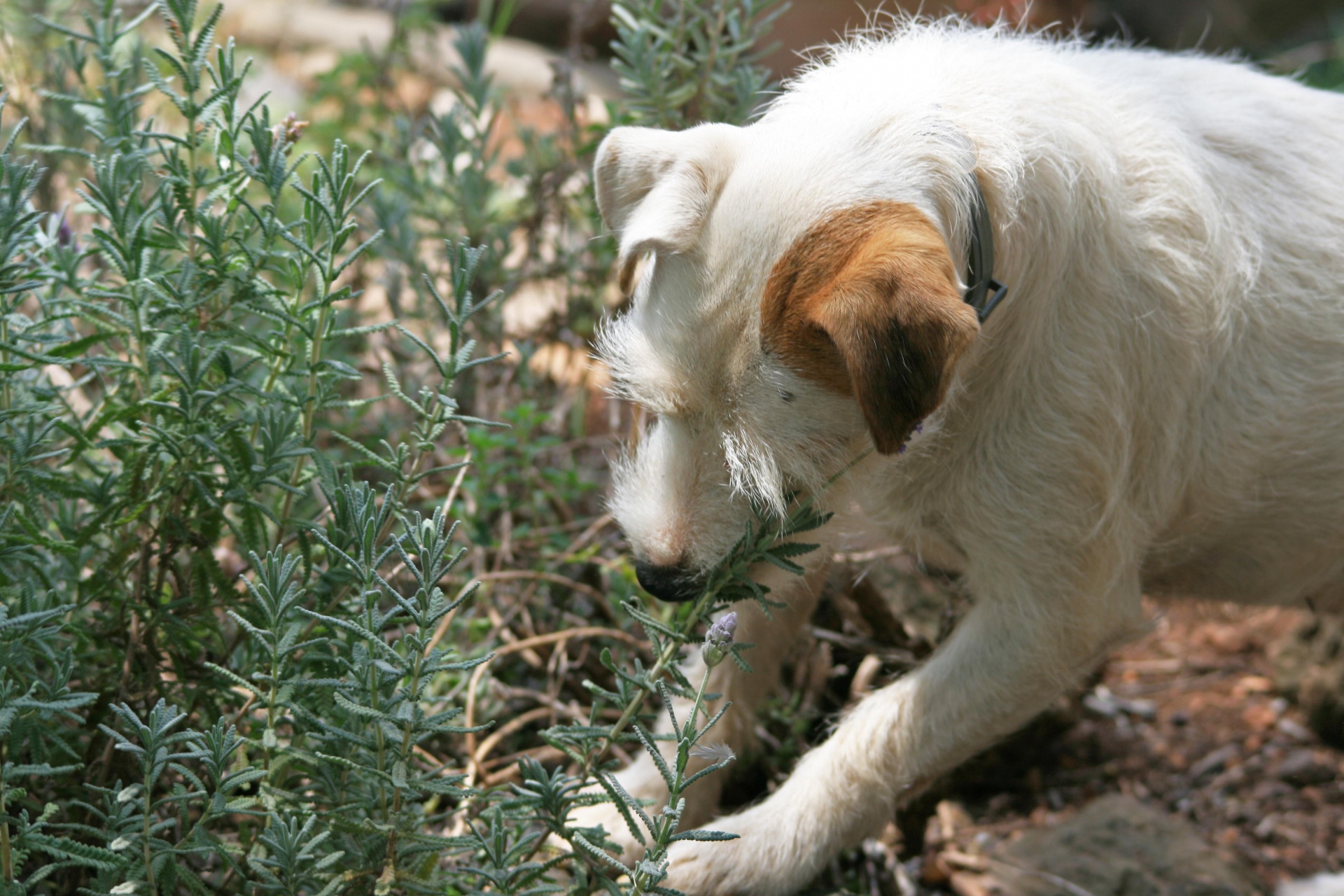 dog white garden free photo