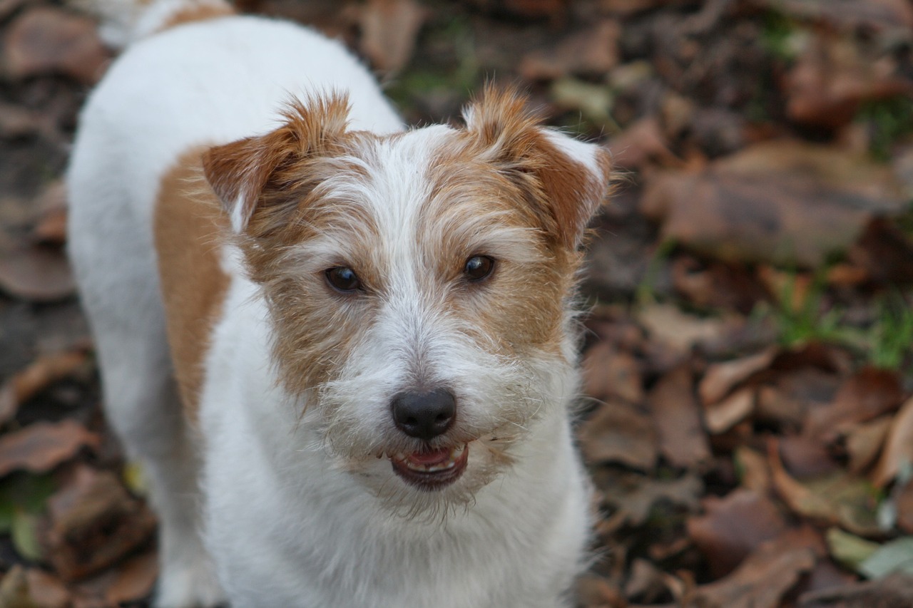 jack russell terrier jrt jack russell free photo