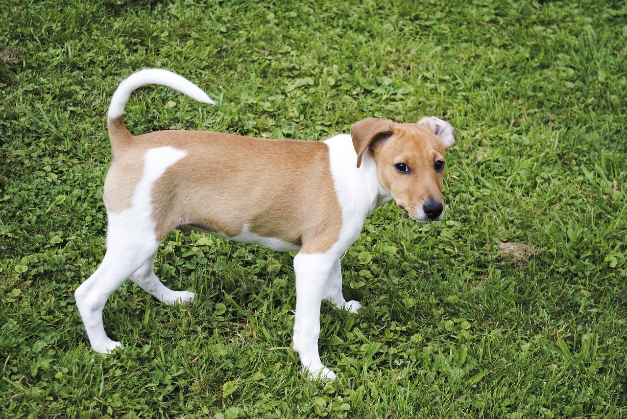 jack russell terrier dog pet free photo