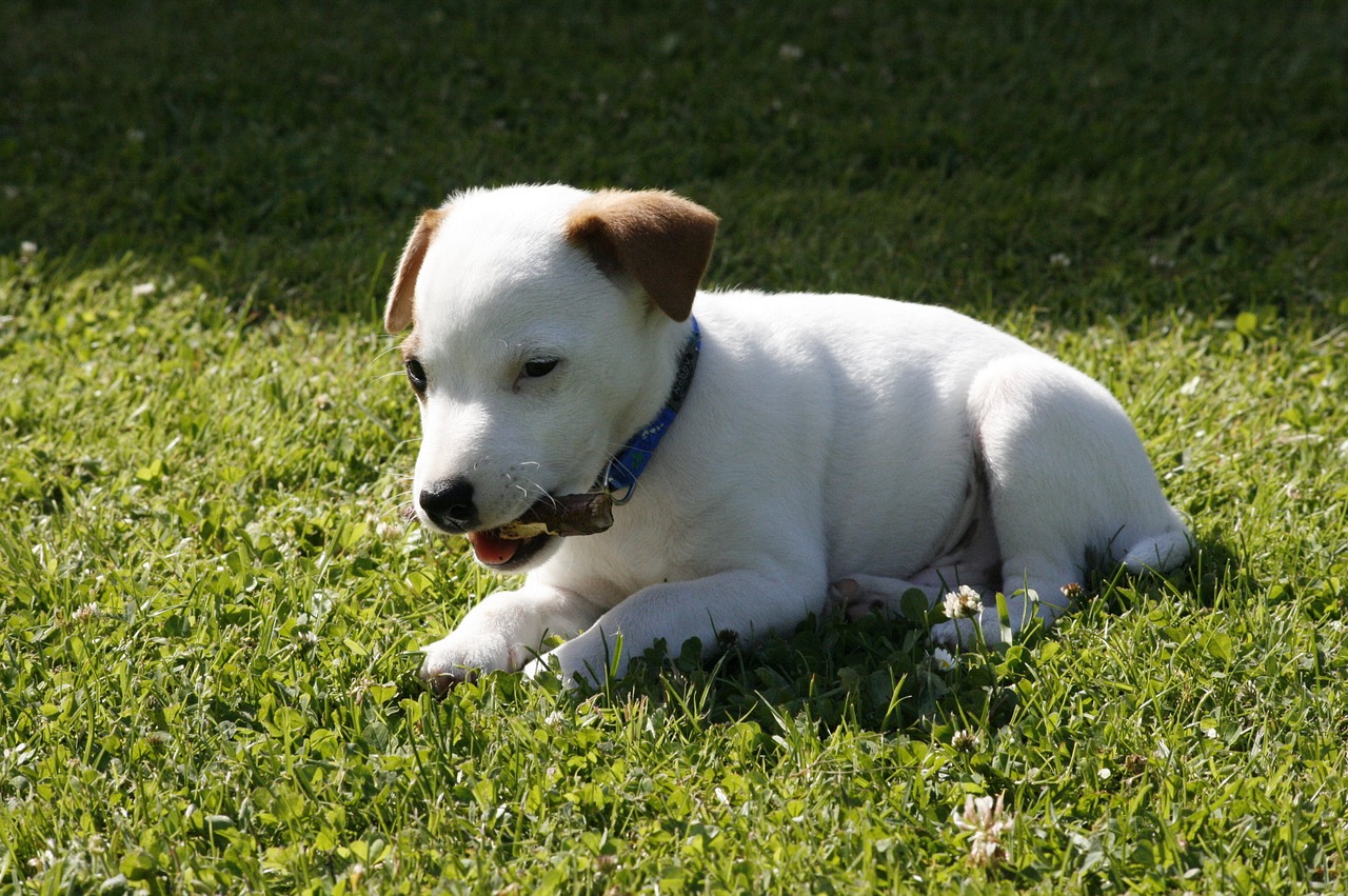 jack russell terrier puppy dog narrow free photo