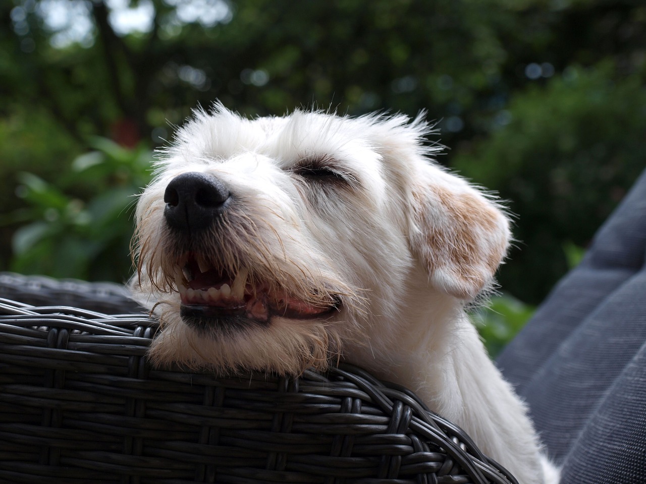 jack russell terrier terrier dog free photo