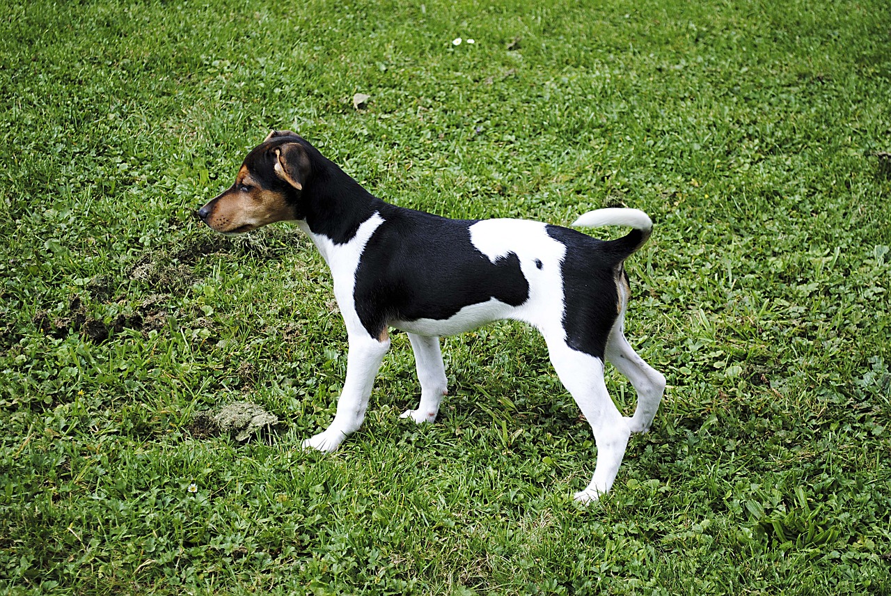 jack russell terrier dog pet free photo
