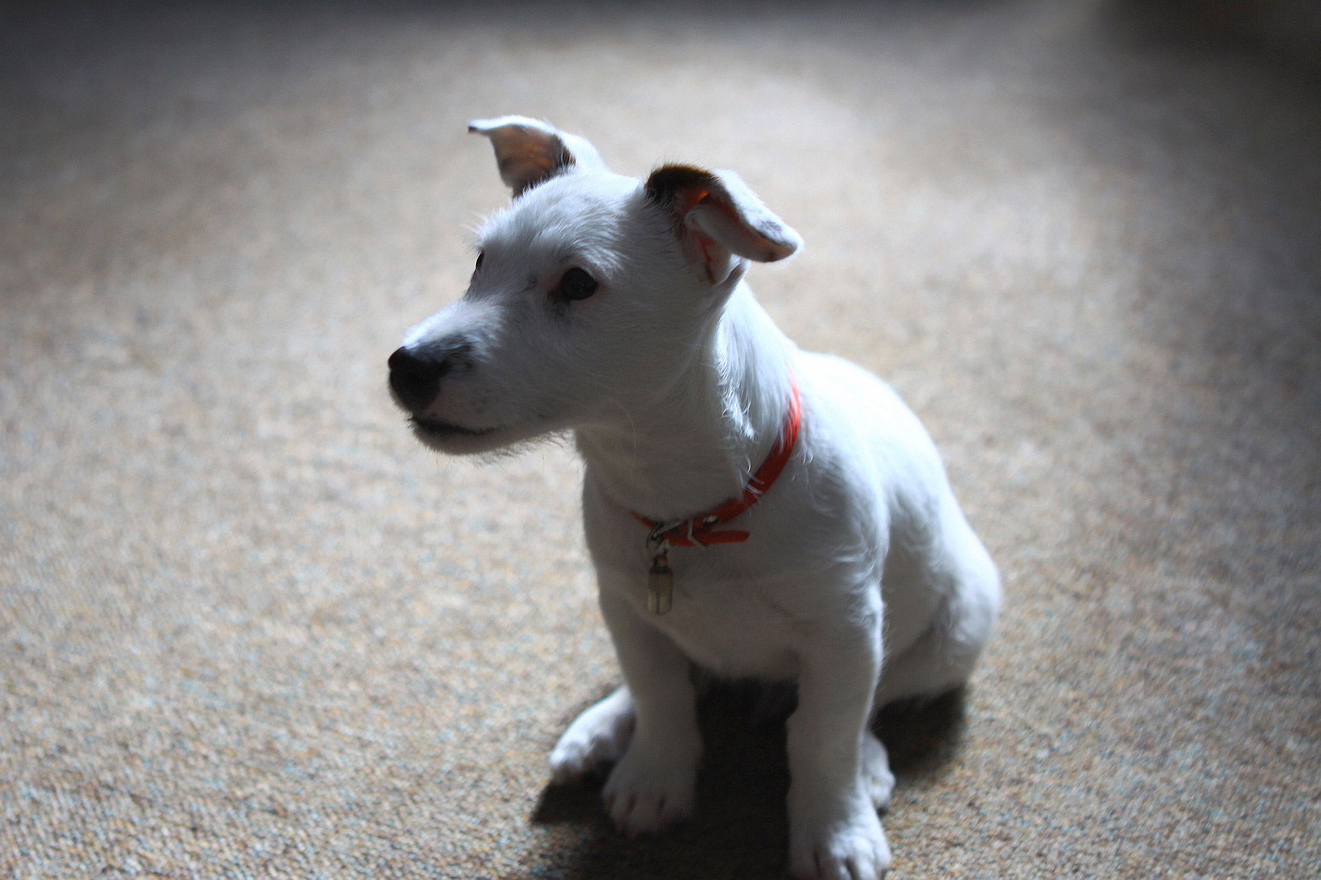 jack russell terrier free photo