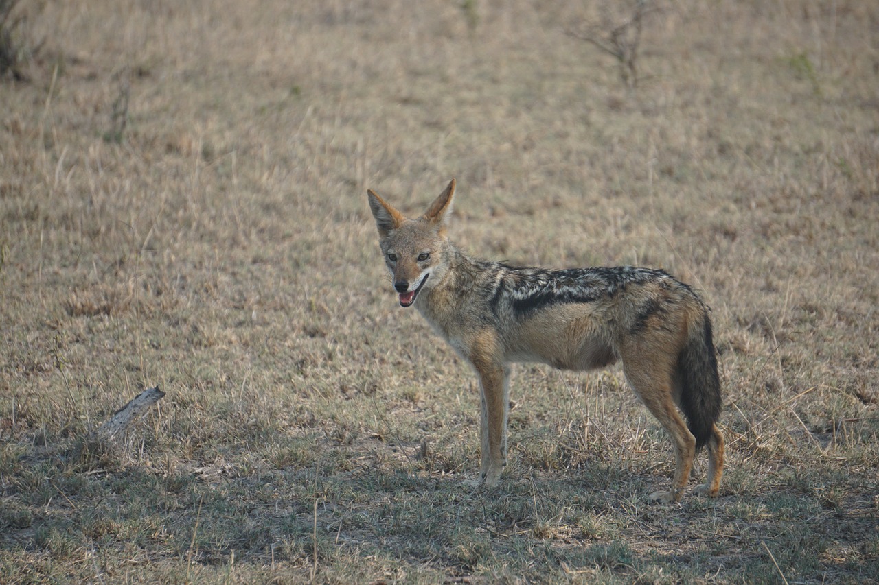 jackal south africa wildlife free photo