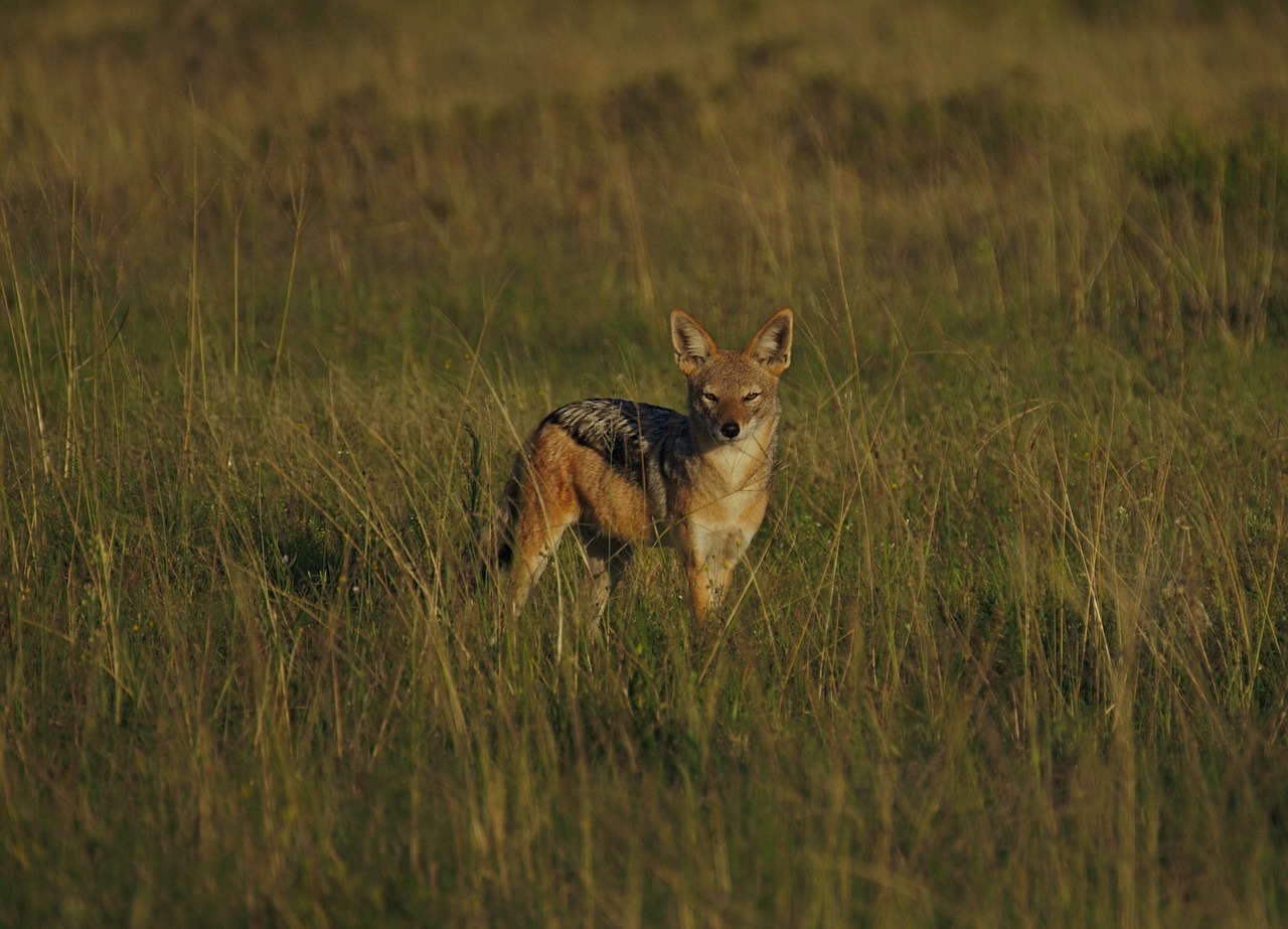 jackal  morning  sun free photo