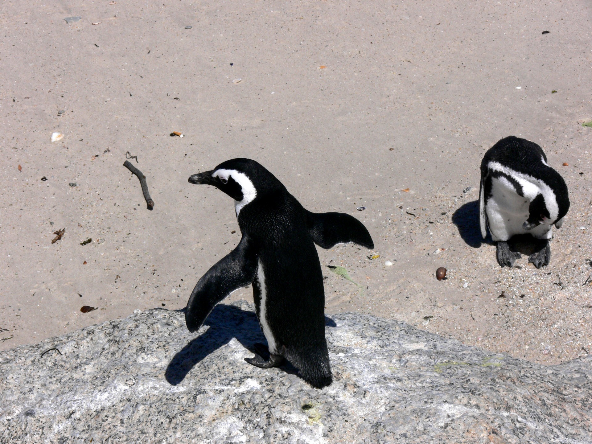 penguin jackass simon town free photo