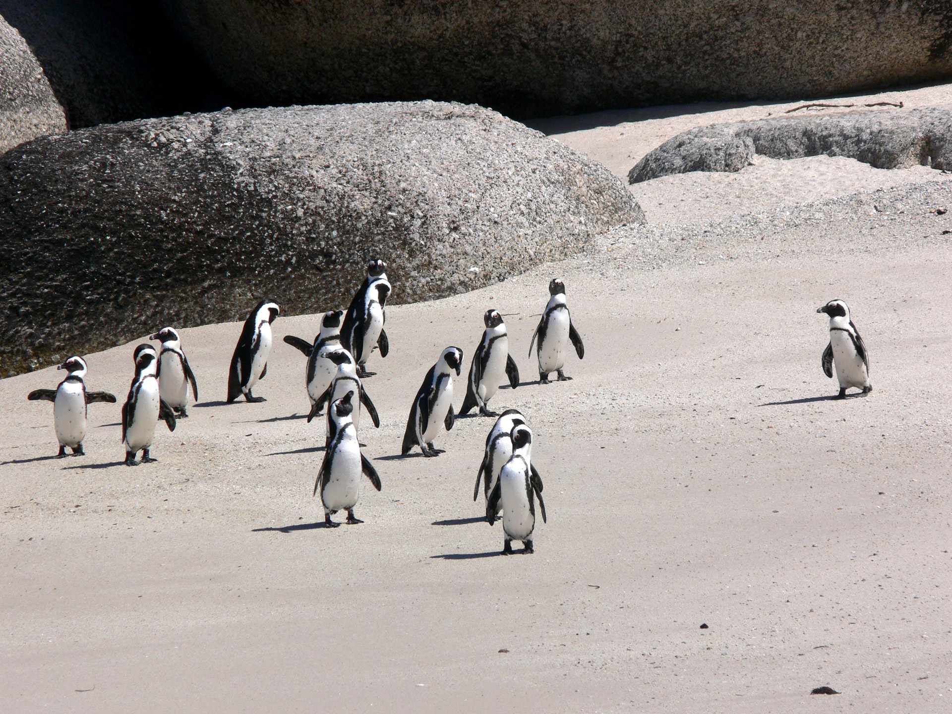 penguins jackass beach free photo