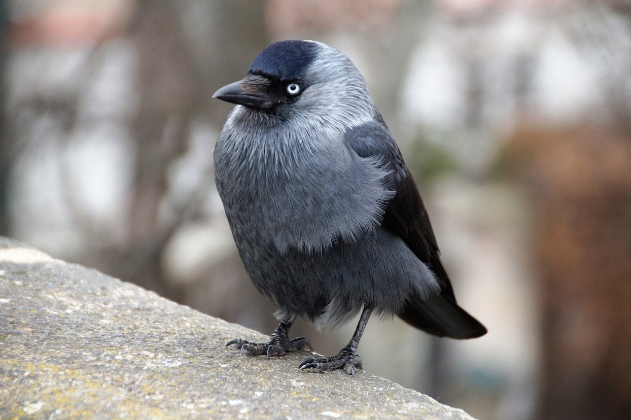 jackdaw bird feather free photo