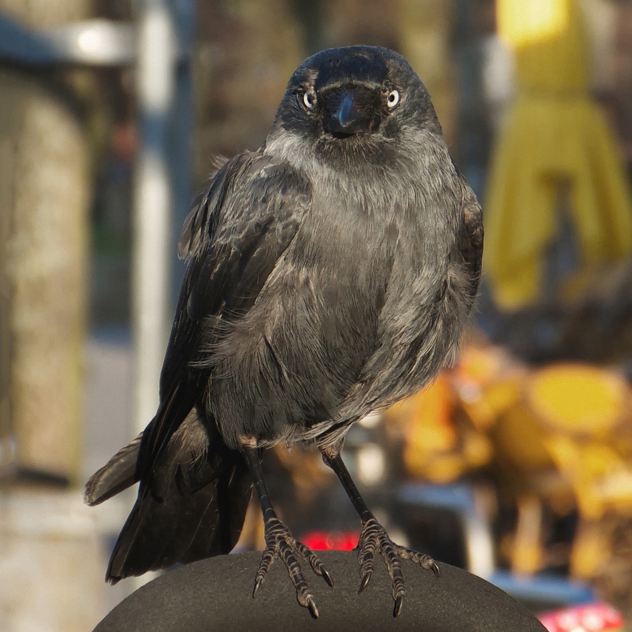 jackdaw songbird raven bird free photo