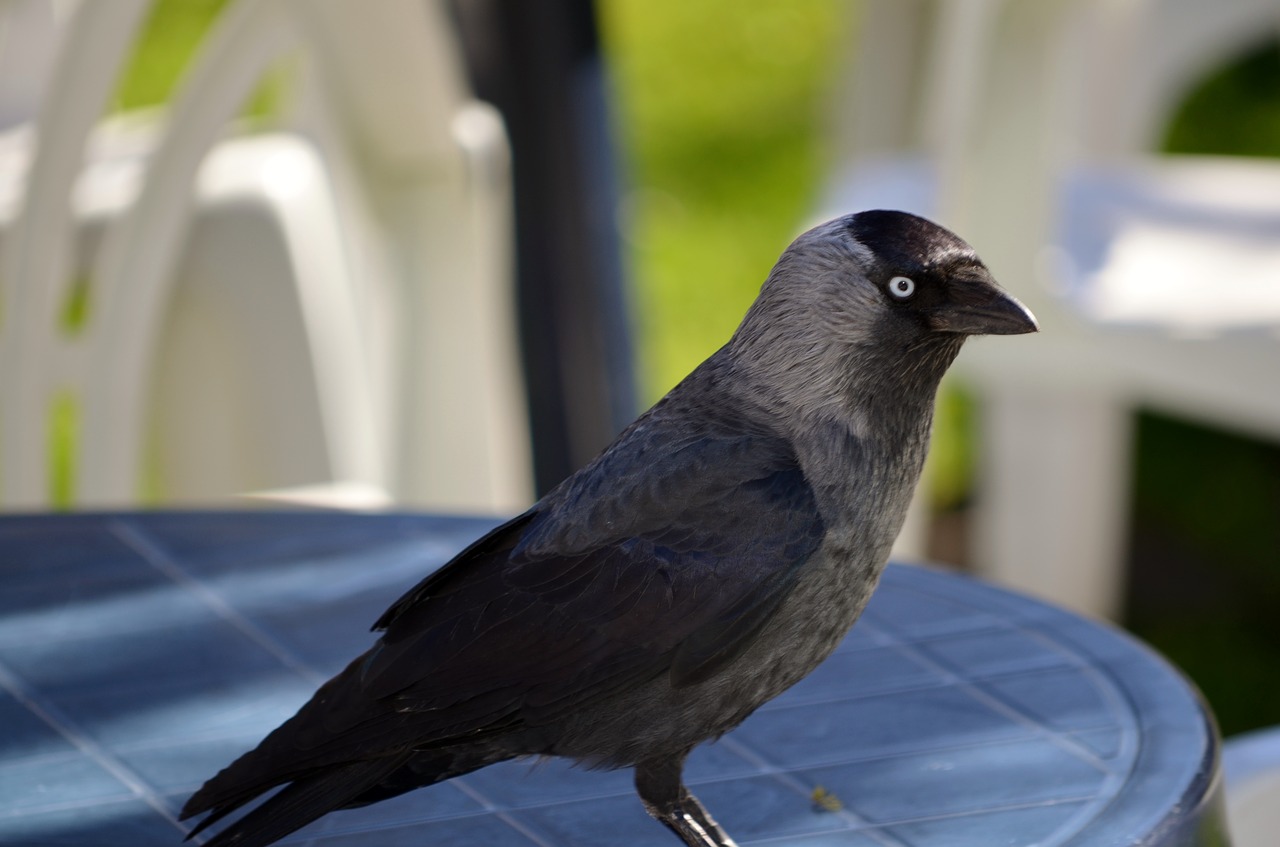jackdaw member of the crow family bird free photo