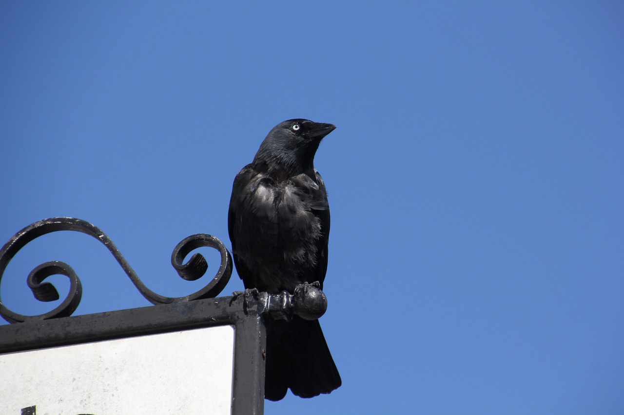 jackdaw black raven ireland free photo