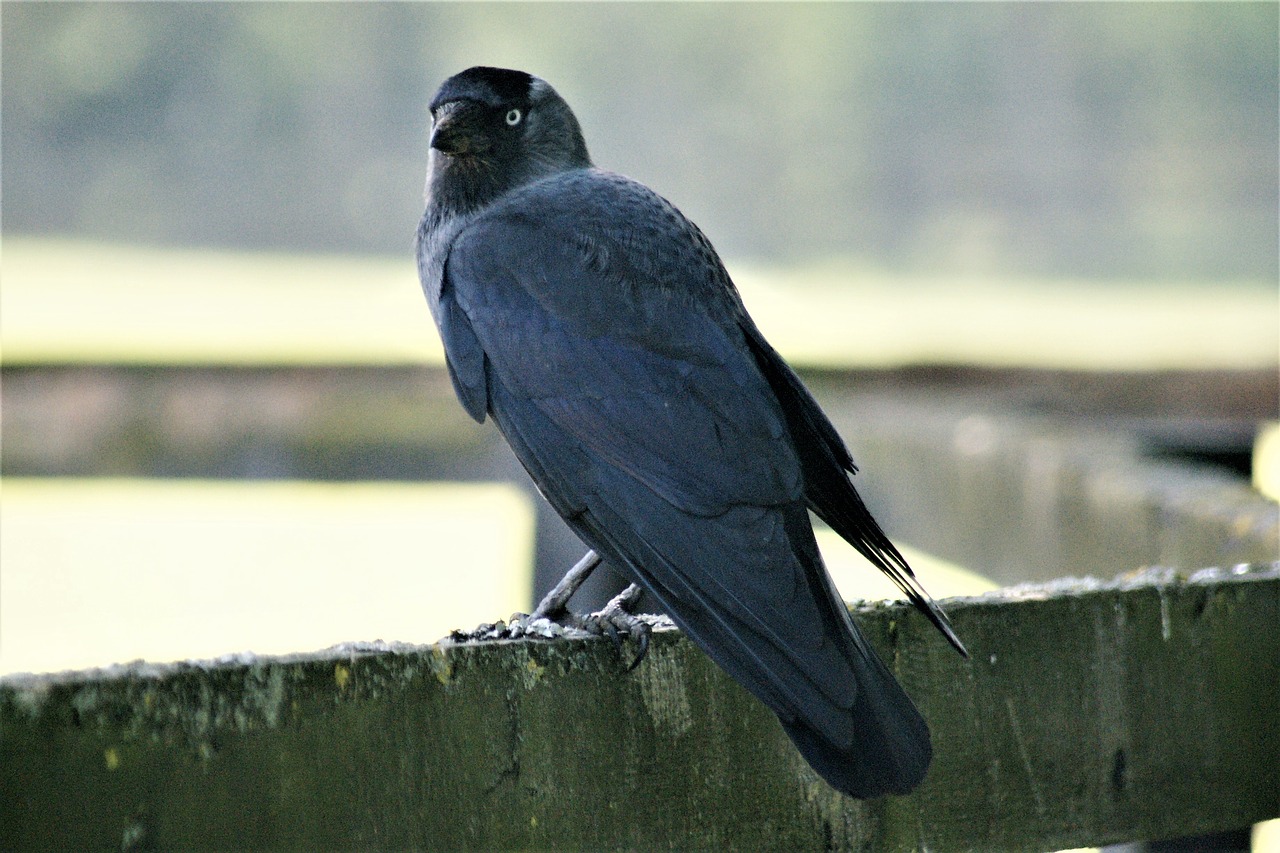 jackdaw bird raven bird free photo