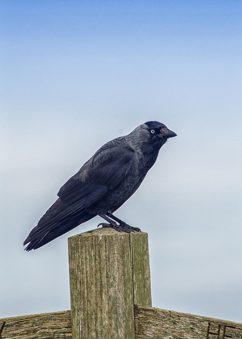 jackdaw bird nature free photo