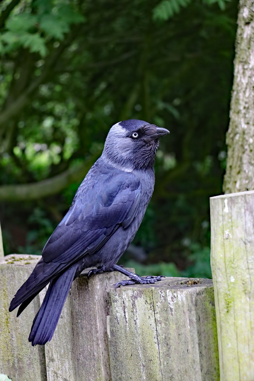 jackdaw blackbird bird free photo