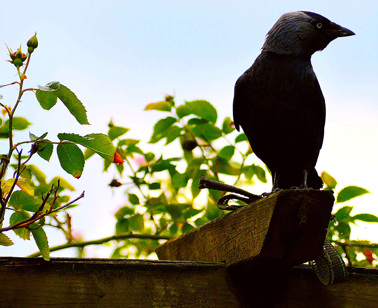jackdaw black birds free photo