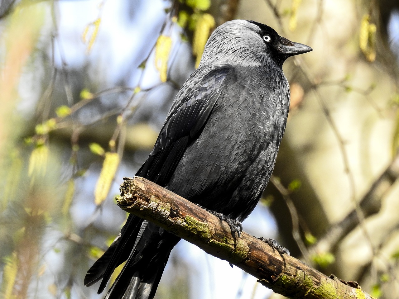 jackdaw raven bird bird free photo
