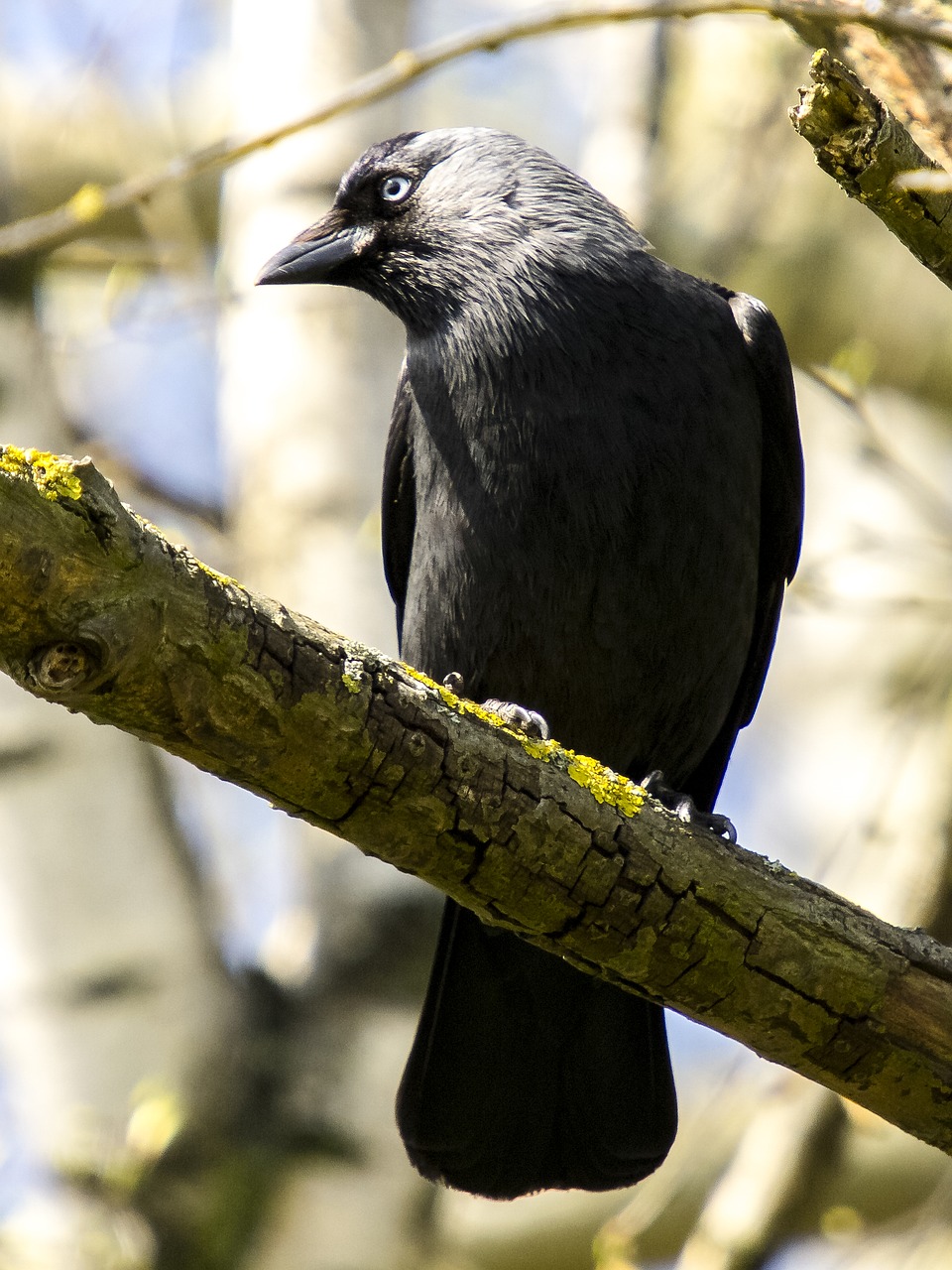 jackdaw bird raven bird free photo