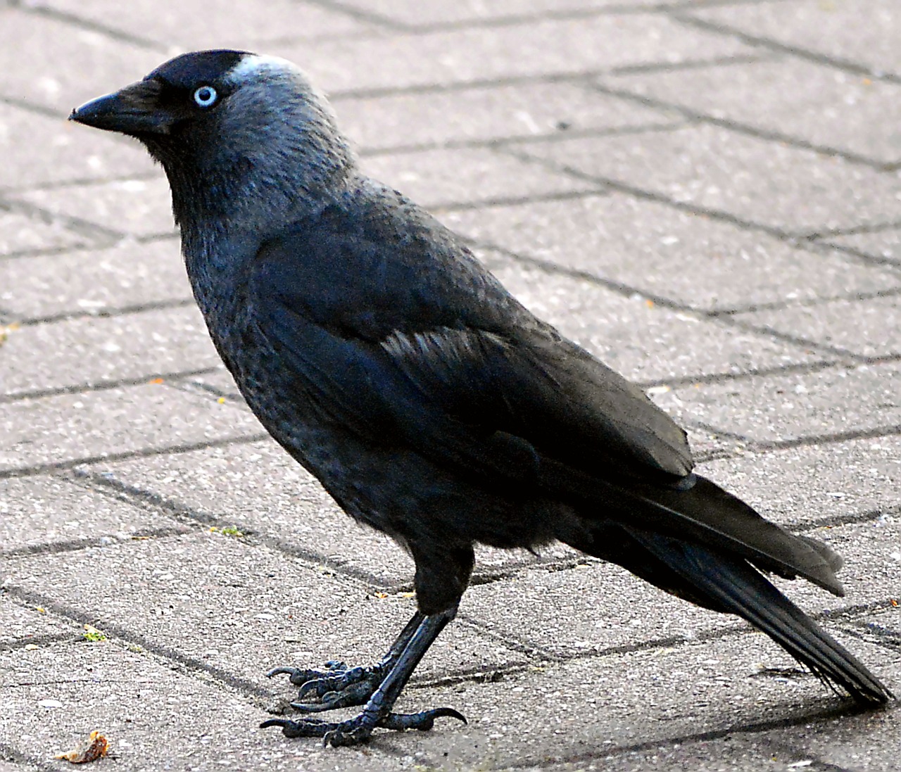 jackdaw raven bird black bird free photo