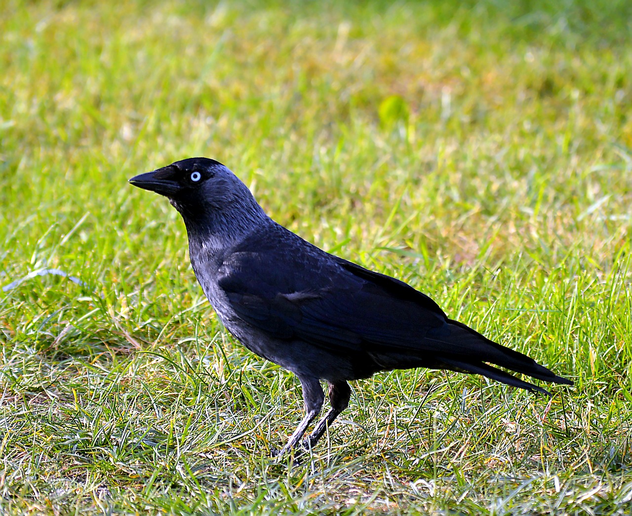 jackdaw bird black free photo