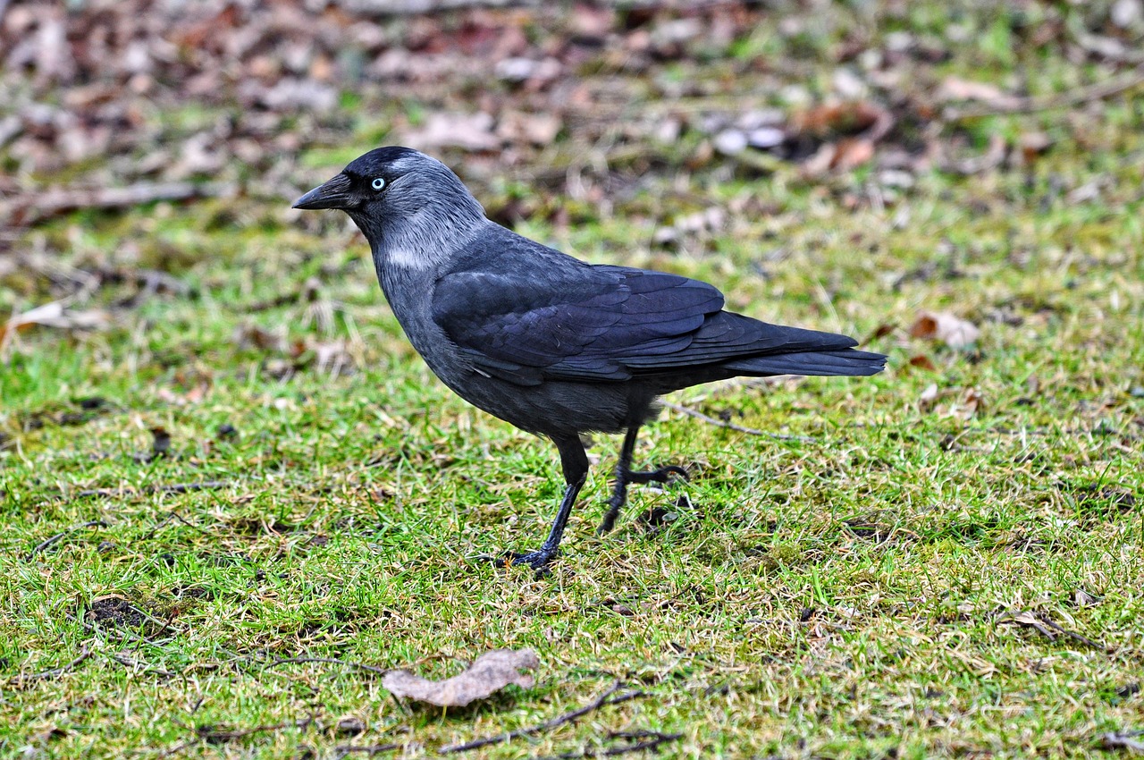 jackdaw bird corvus animal free photo