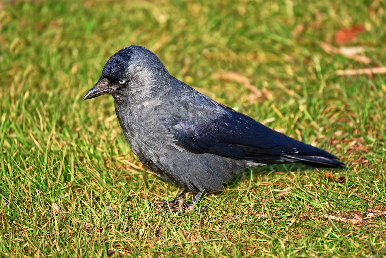 jackdaw bird animal free photo