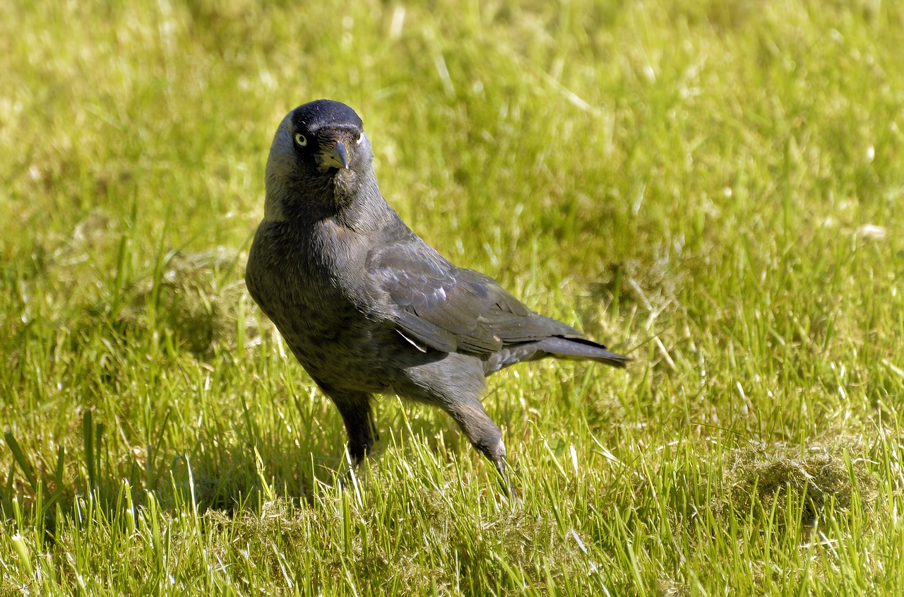 jackdaw  raven bird  foraging free photo