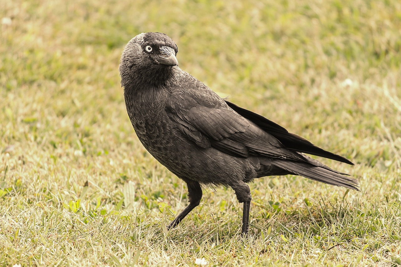 jackdaw  bird  raven bird free photo