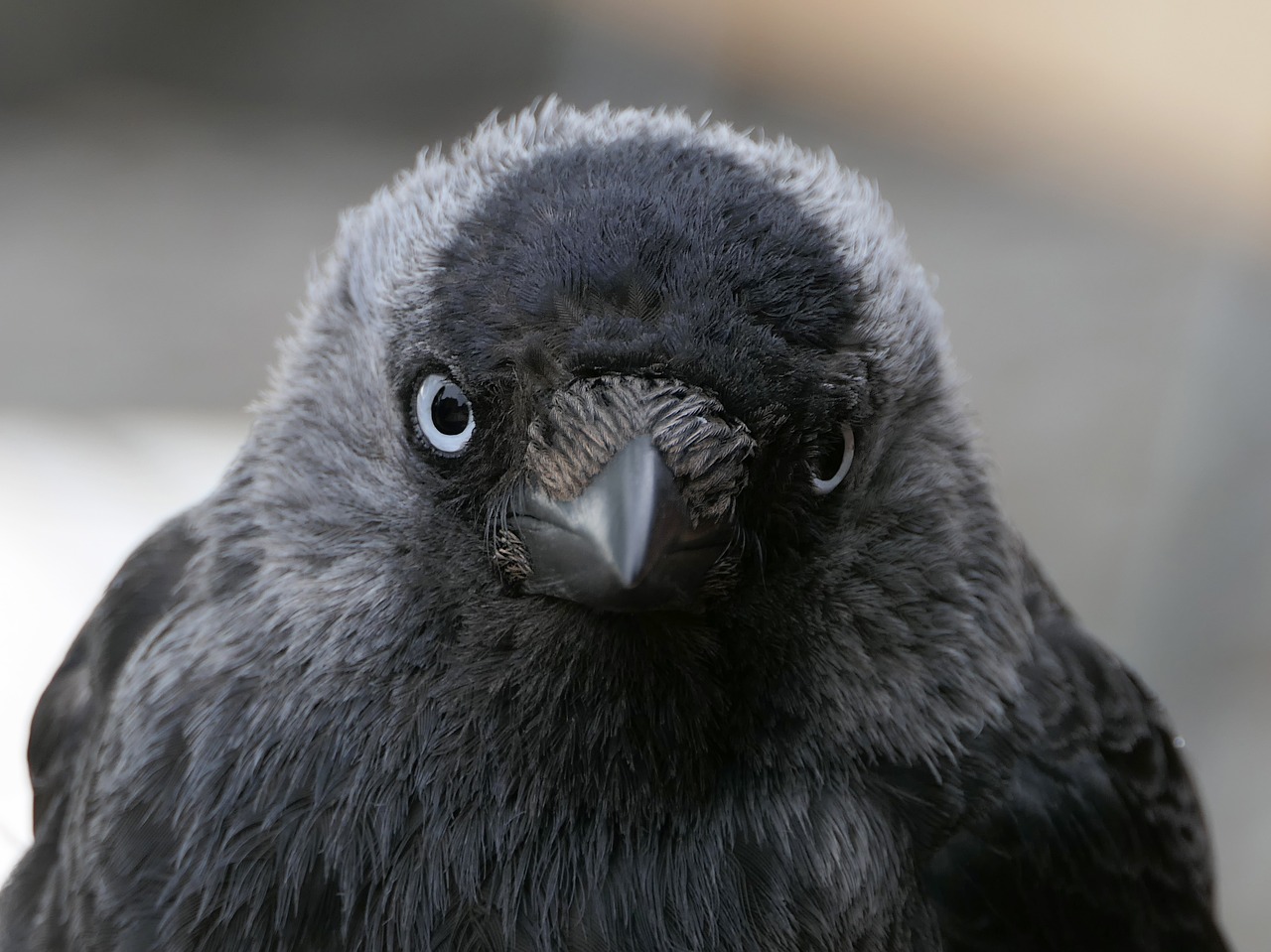 jackdaw  bird  black free photo