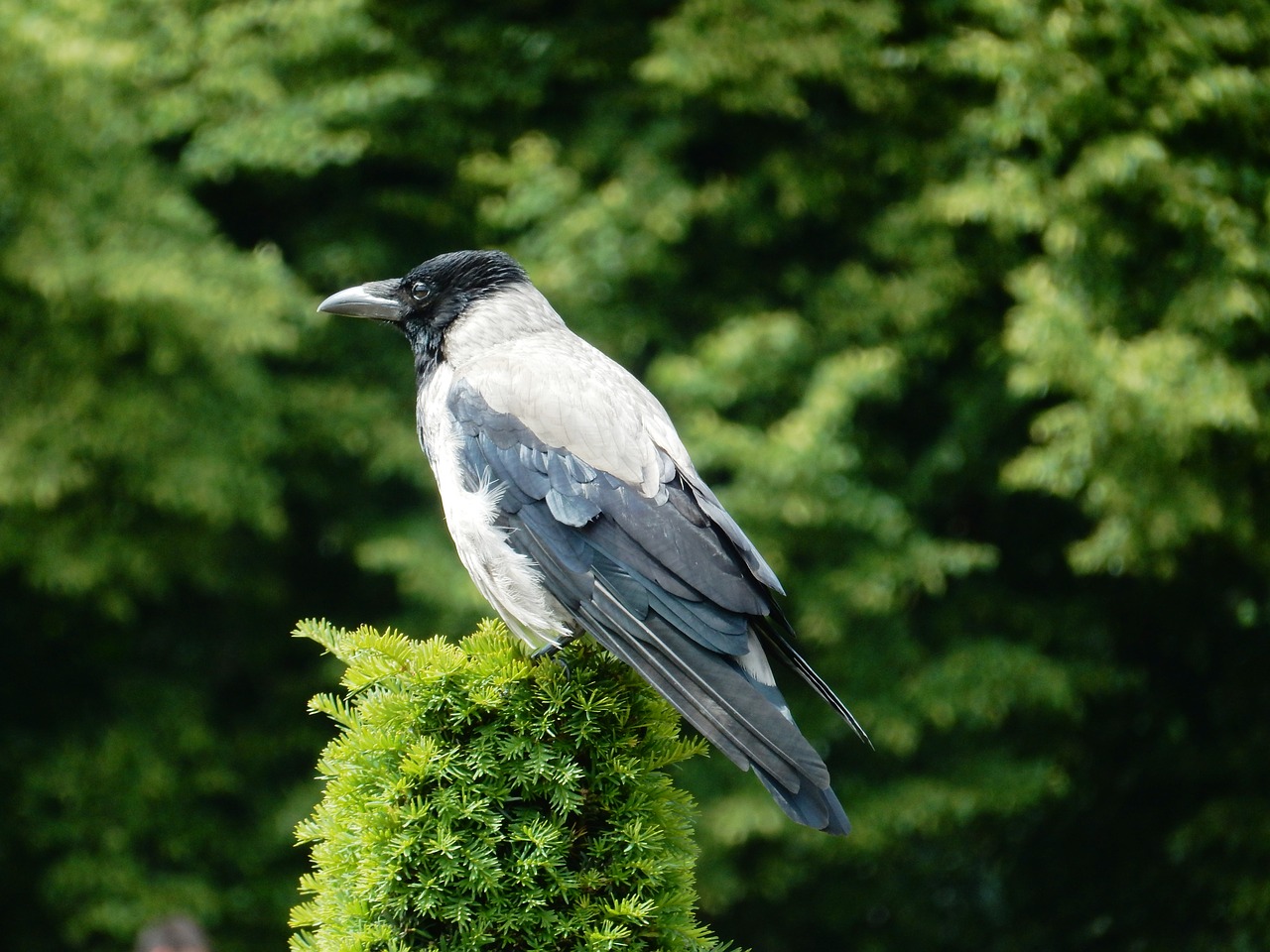 jackdaw  bird  carrion crow free photo