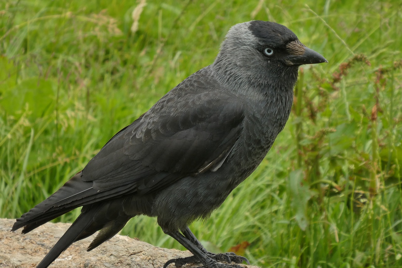 jackdaw  crow  bird free photo
