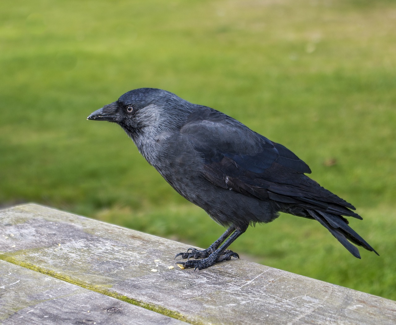 jackdaw  songbird  raven bird free photo