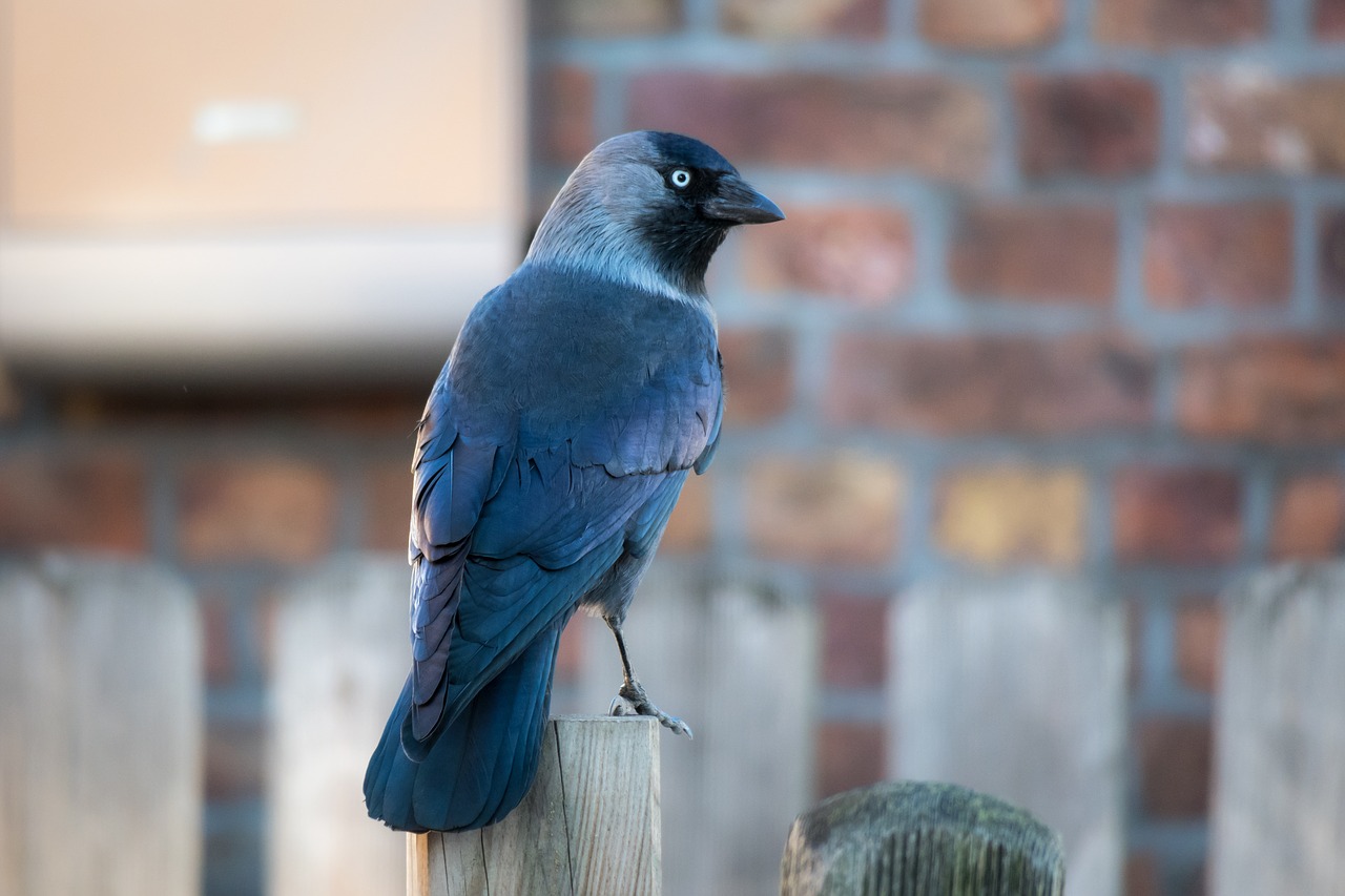 jackdaw  raven  crow free photo