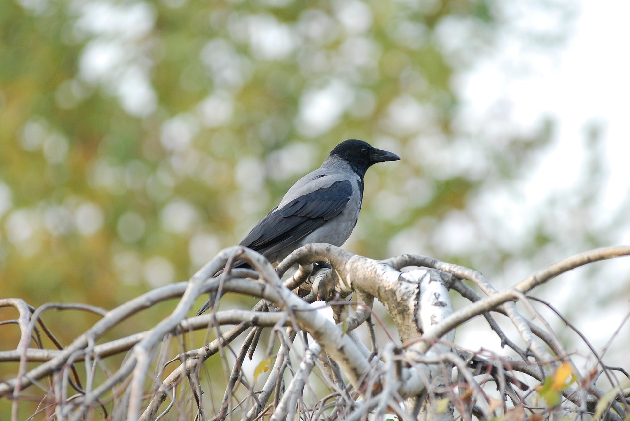 jackdaw  bird  crow free photo