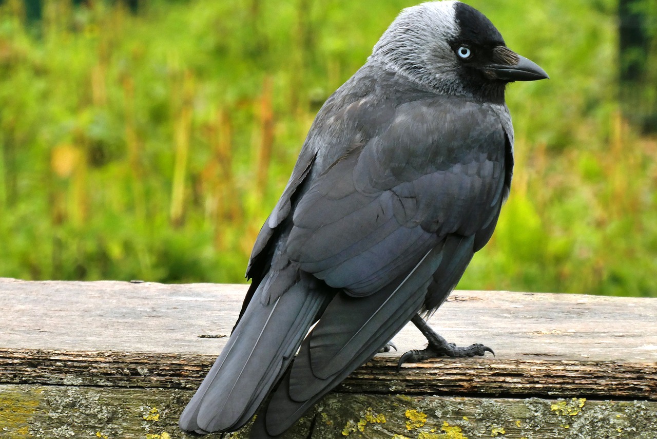 jackdaw  bird  feathers free photo