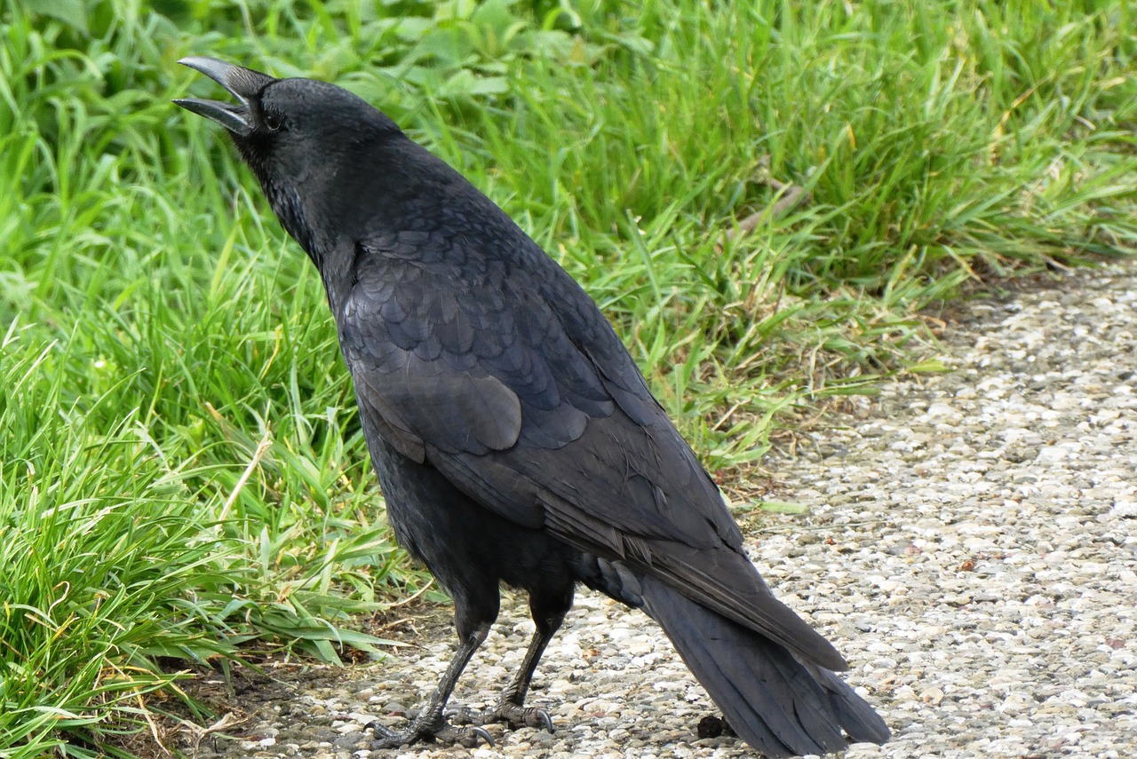 jackdaw  kraaiachtig  bird free photo