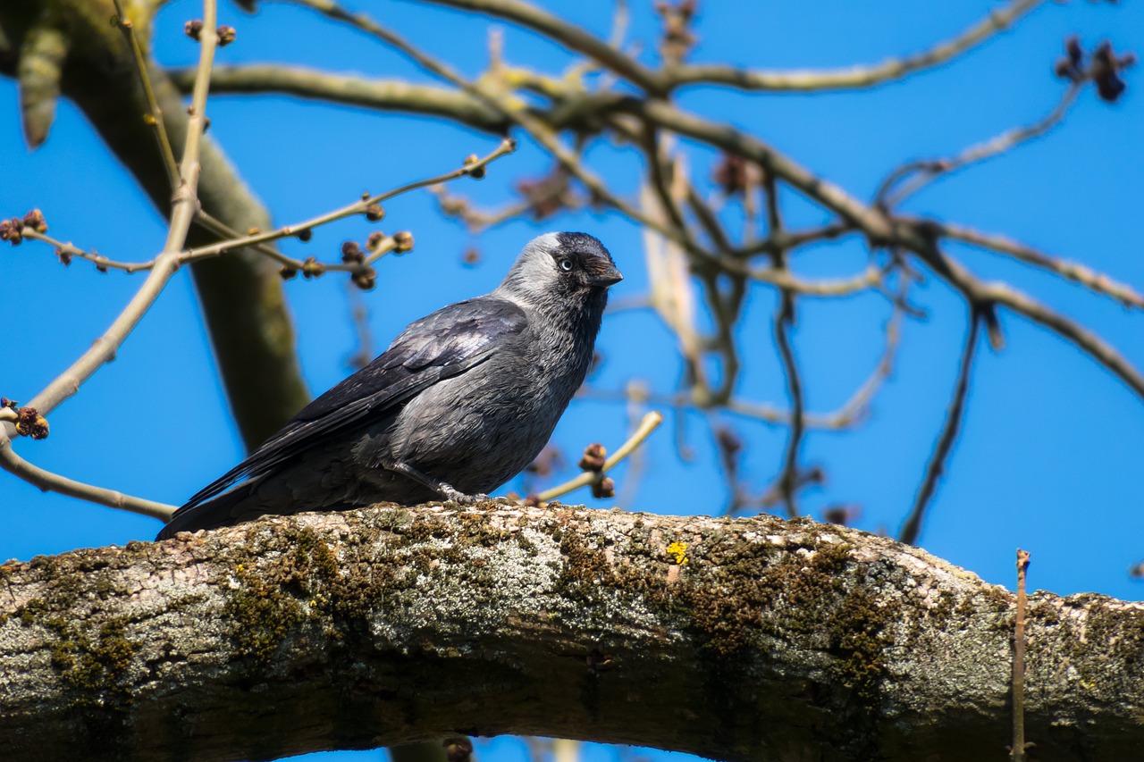 jackdaw  watch  look free photo