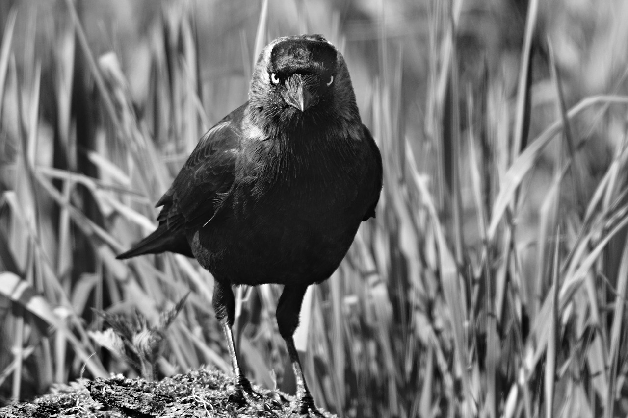 jackdaw  bird  animal free photo