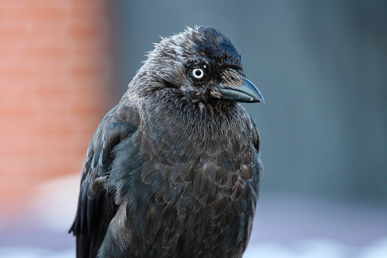 jackdaw  coloeus monedula  raven bird free photo