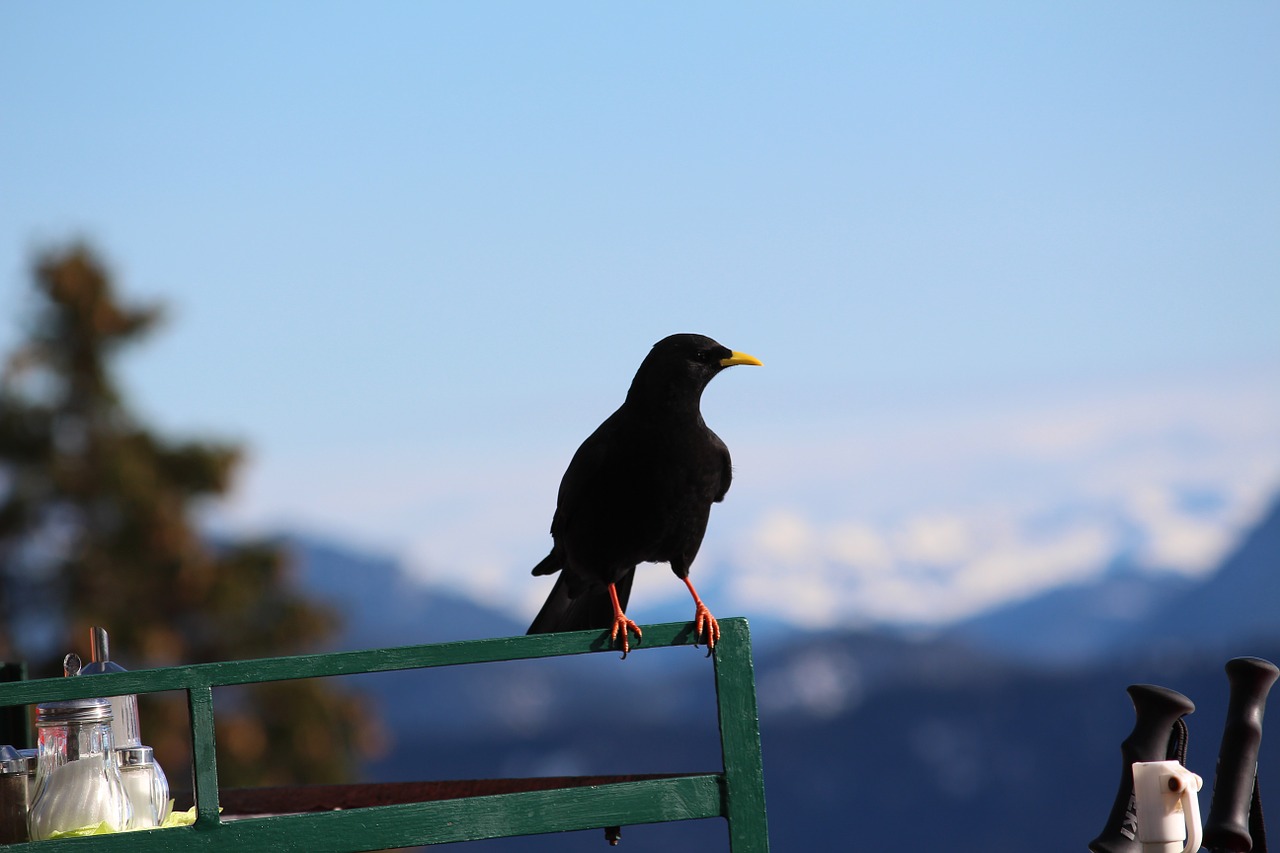 jackdaw bird black free photo