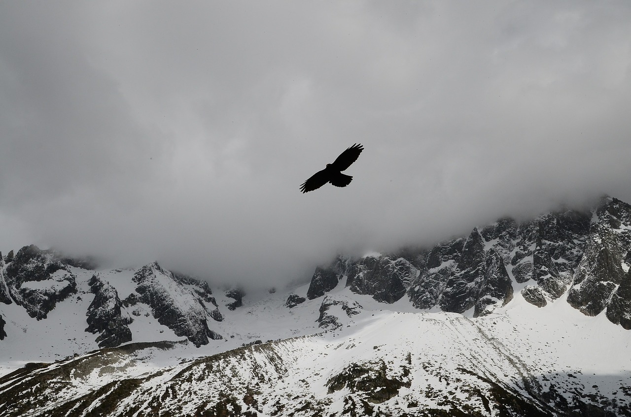 jackdaw bird daw free photo