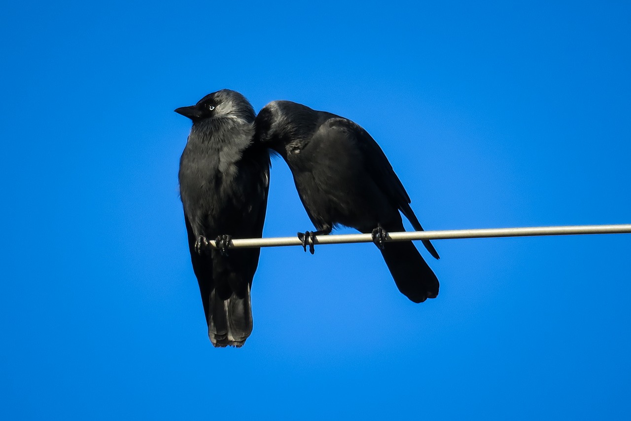 jackdaws  couple  clean free photo