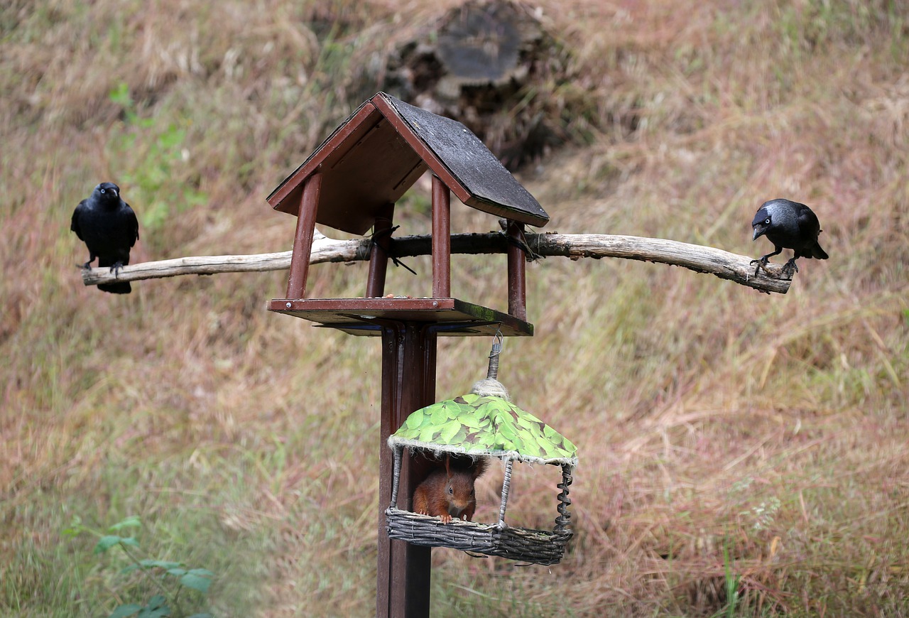 jackdaws  squirrel  bird feeder free photo