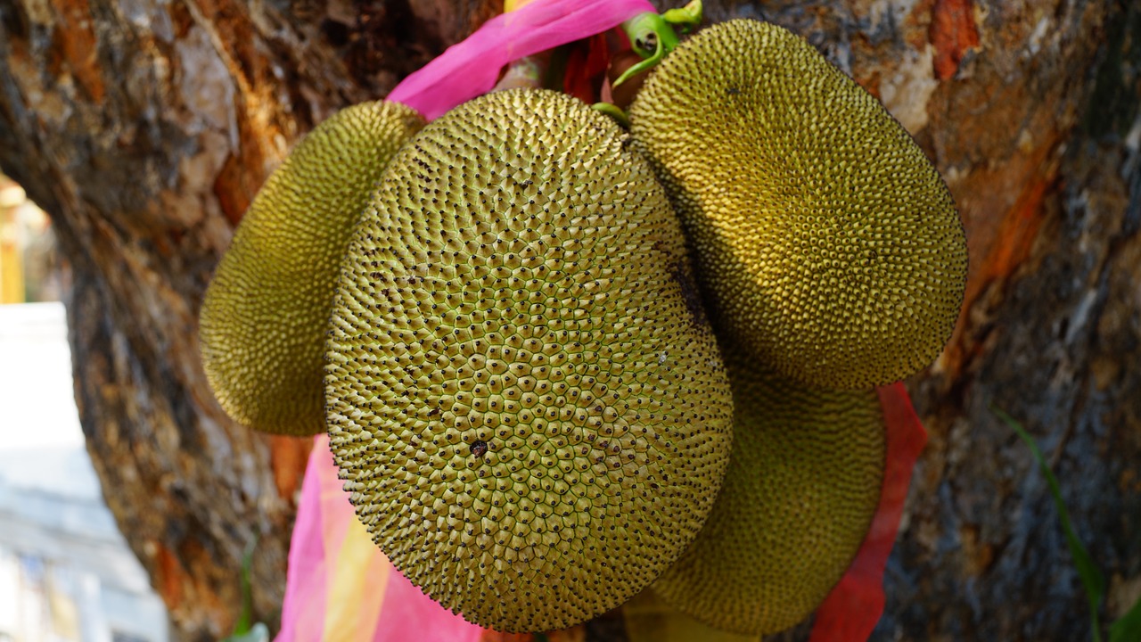 jackfruit fruit green free photo